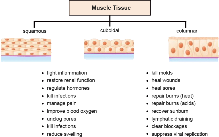 Muscle Tissue (2)