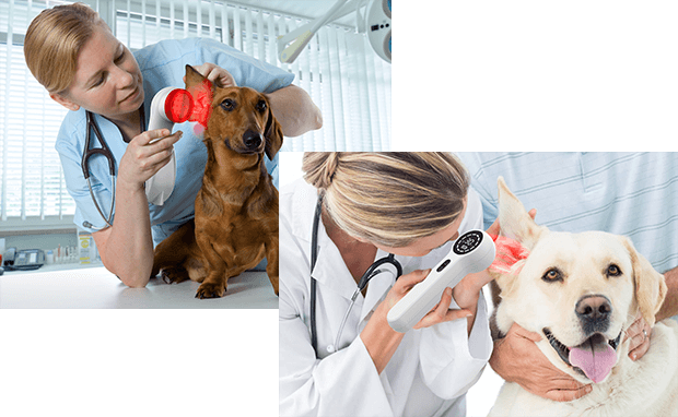Physical Therapy for Veterinary Use​