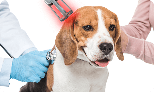 Laser Therapy For Dogs-class 4 laser