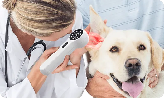 Laser Therapy For Dogs-cold laser